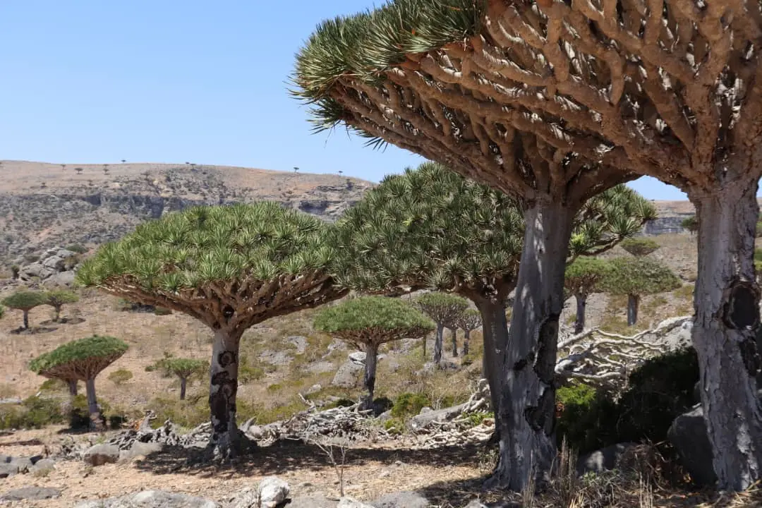Сокотра